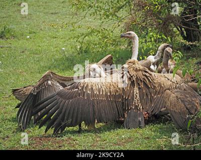 Mob afrikanischer Weißrückengeier ((Gyps africanus) mit ausgestreckten Flügeln um einen Schlachtkörper im Masai Mara Conservancy, Kenia, Afrika Stockfoto