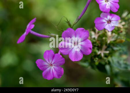 Makroansicht von lila blühenden Gartenphlox (phlox paniculata) Blumen in einem sonnigen Herbstgarten Stockfoto