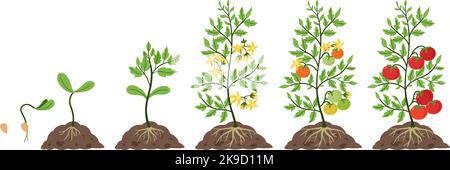 Wachstum der Tomatenpflanzen. Lebenszyklus, Wachstumsphasen von Tomaten Samen, Sprossen und Blüten zu Früchten auf Ästen Vektor Illustration Set Stock Vektor