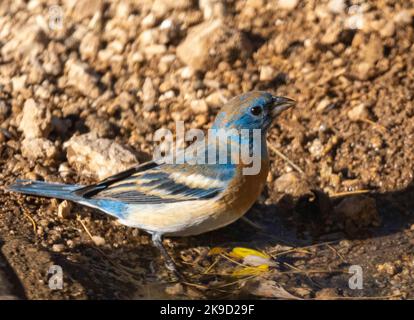 Lazuli Bunting, Marana, in der Nähe von Tucson, Arizona. Stockfoto