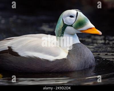 Spectacled Eider, Alaska Sealife Center, Resurrection Bay, Seward, Alaska. Stockfoto