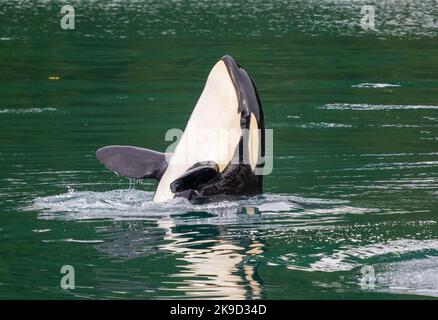 Orca, Kenai Fjords National Park, in der Nähe von Seward, Alaska. Stockfoto