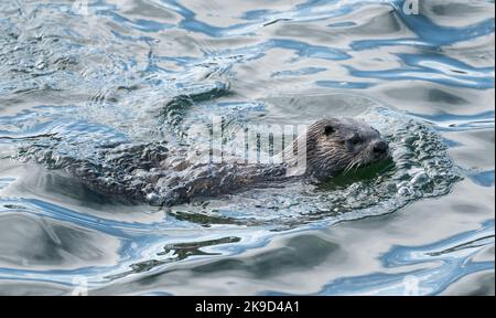 Ein nordamerikanischer Flussotter (Lontra canadensis) schwimmt im Hafen von Victoria, British Columbia, Kanada. Stockfoto