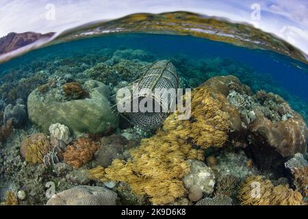 Auf einem flachen, gesunden Riff in der Nähe von Alor, Indonesien, wurde eine traditionelle Fischfalle angelegt. Dieses Gebiet ist für seine hohe marine Biodiversität bekannt. Stockfoto