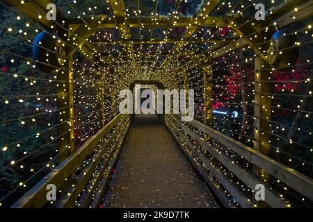 The Enchanted Forest, Faskally Forest, Pitlochry, Perthshire, Schottland, VEREINIGTES KÖNIGREICH Stockfoto