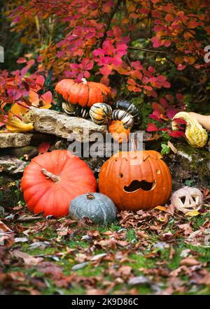 Bunte abwechslungsreiche kleine und riesige Kürbisse und Squash mit ein paar niedlichen gekrümmten lustigen Gesichtern im Herbstgarten. Halloween Dekoration. Stockfoto