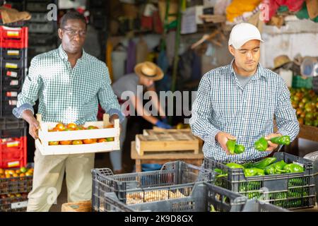 Farmarbeiter sortiert frisch gepflückte Paprika und verpackt sie in Kartons Stockfoto