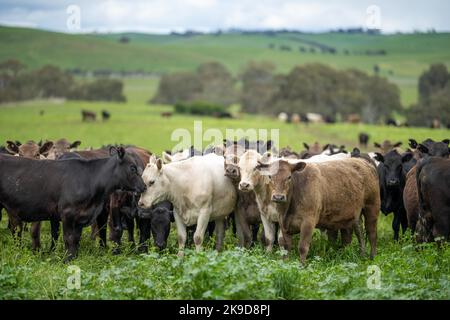 Verlust von Gestüt Rinderbullen, Kühe und Kälber grasen auf einem Feld, in Australien. Rassen von Rindern gehören Speckle Park, murray grau, angus, Kleie Stockfoto