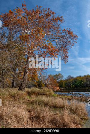 Ein riesiger Sycamore-Baum (Platanus occidentalis) wächst am Ufer des DuPage River hoch, im Spätherbst zeigt er seine glorreiche Größe, Farbe und Rinde Stockfoto