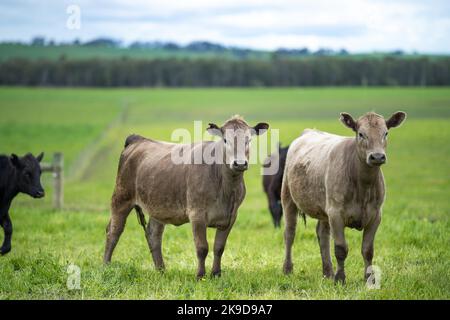 Landwirtschaft Feld in afrika, Rindfleisch Kühe in einem Feld. Viehherde grasen auf Gras auf einem Bauernhof. afrikanische Kuh, Rinderfleisch auf einer Ranch Stockfoto