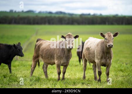 Verlust von Gestüt Rinderbullen, Kühe und Kälber grasen auf einem Feld, in Australien. Rassen von Rindern gehören Speckle Park, murray grau, angus, Kleie Stockfoto