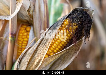 Getrocknete Maiskolben, die auf Maispflanzen im Herbst, Mais-Cob-Mix, Niederösterreich, wachsen Stockfoto