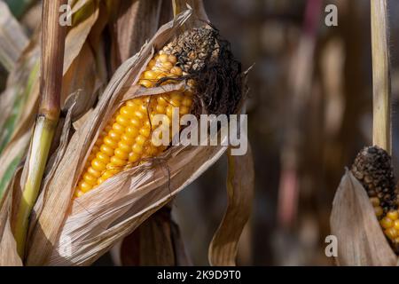 Getrocknete Maiskolben, die auf Maispflanzen im Herbst, Mais-Cob-Mix, Niederösterreich, wachsen Stockfoto