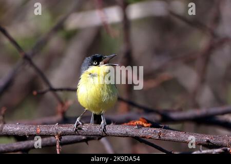 Gewöhnlicher Tody-Flycatcher (Todirostrum cinereum), isoliert, auf einem Ast sitzend und mit offenem Schnabel singt Stockfoto