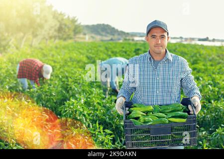 Bauer trägt Kiste mit Paprika auf dem Feld Stockfoto