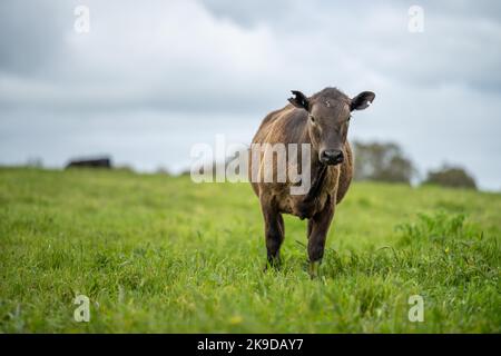 Landwirtschaft Feld in afrika, Rindfleisch Kühe in einem Feld. Viehherde grasen auf Gras auf einem Bauernhof. afrikanische Kuh, Rinderfleisch auf einer Ranch Stockfoto