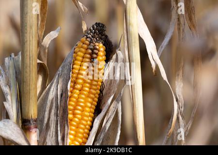 Getrocknete Maiskolben, die auf Maispflanzen im Herbst, Mais-Cob-Mix, Niederösterreich, wachsen Stockfoto