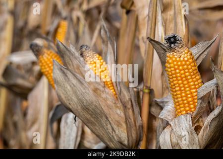Getrocknete Maiskolben, die auf Maispflanzen im Herbst, Mais-Cob-Mix, Niederösterreich, wachsen Stockfoto