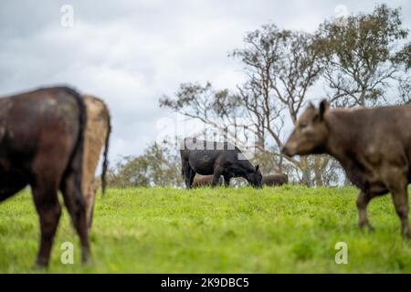 Verlust von Gestüt Rinderbullen, Kühe und Kälber grasen auf einem Feld, in Australien. Rassen von Rindern gehören Speckle Park, murray grau, angus, Kleie Stockfoto