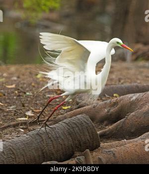 Großer spektakulärer Plumed / Intermediate Reiher, Ardea intermedia, im Brutgefieder, im Flug vor dem Hintergrund der braunen Landschaft im Stadtpark Stockfoto