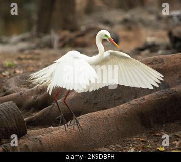 Großer spektakulärer Plumed / Intermediate Reiher, Ardea intermedia, im Brutgefieder, im Flug vor dem Hintergrund der braunen Landschaft im Stadtpark Stockfoto