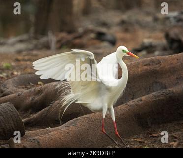 Großer spektakulärer Plumed / Intermediate Reiher, Ardea intermedia, im Brutgefieder, im Flug vor dem Hintergrund der braunen Landschaft im Stadtpark Stockfoto