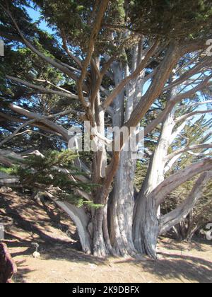 Alte Monterey-Pinien entlang der Küstenklippen in Carmel Stockfoto