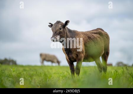 Landwirtschaft Feld in afrika, Rindfleisch Kühe in einem Feld. Viehherde grasen auf Gras auf einem Bauernhof. afrikanische Kuh, Rinderfleisch auf einer Ranch Stockfoto