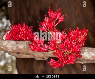 Ansammlung von lebhaft roten Nektar-beladenen Blüten von Schotia brachypetala, betrunkener Papageienbaum, vor dunkelbraunem Hintergrund, in Australien Stockfoto