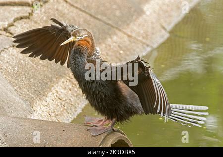 Australasian Snake-necked Darter, Anhinga novaehollandiae, trocknet seine Flügel neben dem Wasser eines Sees in einem Stadtpark in Australien Stockfoto