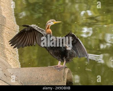 Australasian Snake-necked Darter, Anhinga novaehollandiae, trocknet seine Flügel neben dem Wasser eines Sees in einem Stadtpark in Australien Stockfoto