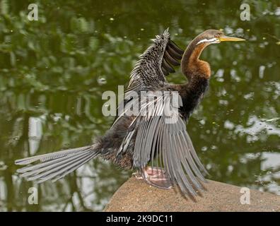 Australasian Snake-necked Darter, Anhinga novaehollandiae, trocknet seine Flügel neben dem Wasser eines Sees in einem Stadtpark in Australien Stockfoto