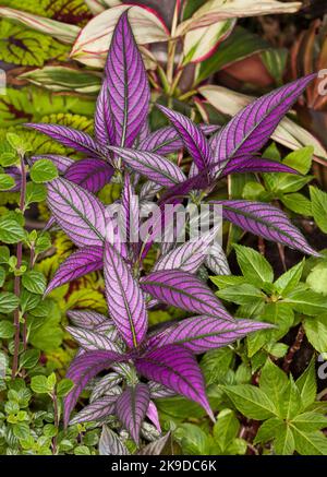 Ungewöhnliche, leuchtend violette, tief geäderte Blätter von Strobilanthes dterianus, Persian Shield, auf dem Hintergrund von kontrastierendem grünem Laub, in Australien Stockfoto