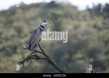 Schwarzkopfreiher (Ardea melanocephala), der in einem toten Baum thront Stockfoto