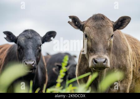 Landwirtschaft Feld in afrika, Rindfleisch Kühe in einem Feld. Viehherde grasen auf Gras auf einem Bauernhof. afrikanische Kuh, Rinderfleisch auf einer Ranch Stockfoto