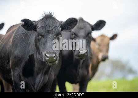 Landwirtschaft Feld in afrika, Rindfleisch Kühe in einem Feld. Viehherde grasen auf Gras auf einem Bauernhof. afrikanische Kuh, Rinderfleisch auf einer Ranch Stockfoto