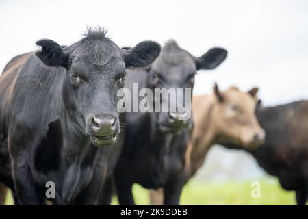 Verlust von Gestüt Rinderbullen, Kühe und Kälber grasen auf einem Feld, in Australien. Rassen von Rindern gehören Speckle Park, murray grau, angus, Kleie Stockfoto