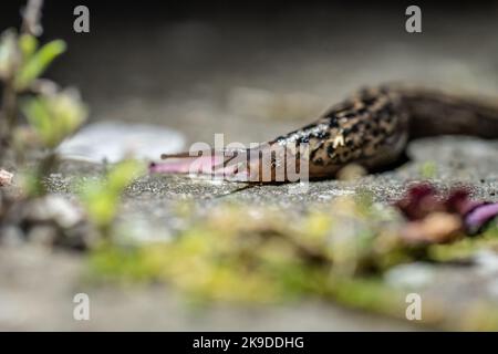 Leopardslug Mimax Maximus auf einem Steinteller Stockfoto