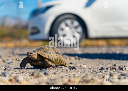 Kleine entzückende Schildkröte, die alleine die Straße überquert. Verschwommenes weißes Auto im Hintergrund. Koexistenz von Tieren und von Menschen hergestellten Fahrzeugen. . Hochwertige Fotos Stockfoto