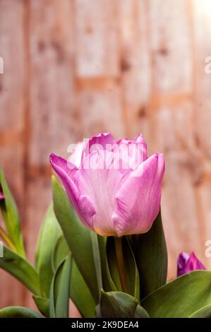 Nahaufnahme der tulipa Sweet Flag. Eine einzelne mittelfrühlingsblühende Lavendel Rosa Tulpe, die zur Triumphgruppe der Division 3 Tulpen gehört Stockfoto