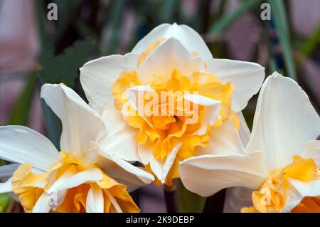 Nahaufnahme der Narziss Sweet Desire in Blüte im Frühling. Narcissi Sweet Desire ist eine doppelte Narffodil der Division 4 mit weißen und gelben Blüten. Stockfoto