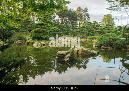 Toller Blick auf den Sonnenuntergang Japanischer Garten im NORDPARK in Düsseldorf mit Teich und Reflexionen und japanischem Ahorn in linken und topiary Kiefern und Felsen Stockfoto