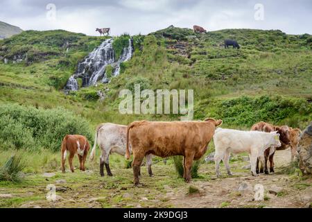 Eine einzelne Kuh, die auf einem Wasserfall grast, darunter eine Gruppe von Kühen, die in einer Lichtung Sommerrasen kauen. Stockfoto