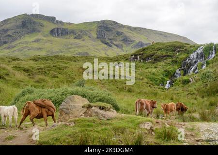 Gruppe schottischer Hochlandrinder, mit jungen, grasenden und interagierenden, unter einem Wasserfall, eine Gruppe von Kühen darunter, die im Sommer Gras auf einer Lichtung kauen. Stockfoto