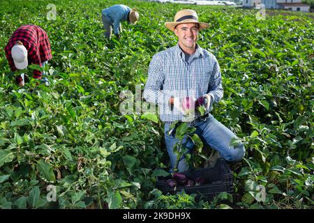 Lächelnder Bauer sammelt Auberginen auf dem Feld Stockfoto