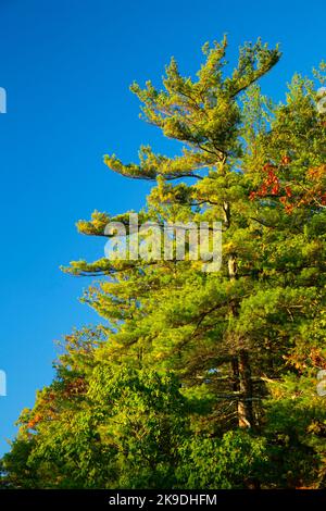 Östliche Weißkiefer (Pinus Strobus), Farm River State Park, Connecticut Stockfoto