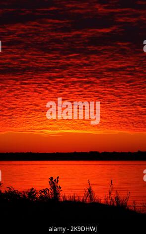 New Haven Harbor Sonnenaufgang mit Goldrute Silhouette, Sandy Point Beach & Bird Sanctuary, West Haven, Connecticut Stockfoto