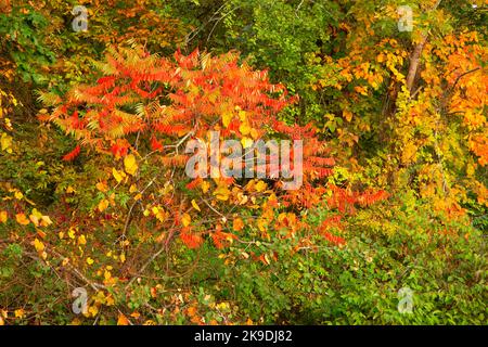 Staghorn Sumac (Rhus typhina), Batterson Park Pond State Boat Launch, New Britain, Connecticut Stockfoto