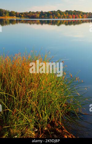 Batterson Park Pond Bulrush, Batterson Park Pond State Boat Launch, New Britain, Connecticut Stockfoto