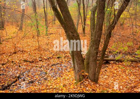 Shade Swamp Forest, Shade Swamp Sanctuary, Connecticut Stockfoto